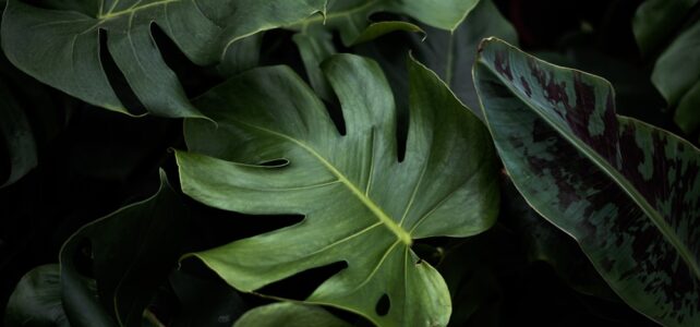 Perliet voor blije planten